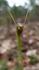 Pterostylis oblonga