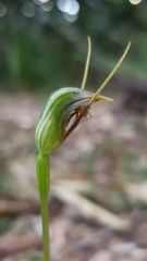 Pterostylis oblonga