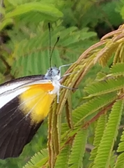 Mylothris chloris chloris