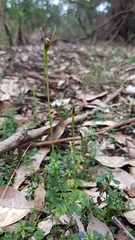 Pterostylis oblonga