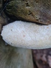 Spongipellis spumeus