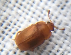 Epuraea aestiva