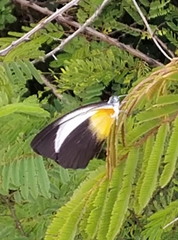 Mylothris chloris chloris