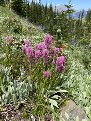Castilleja parviflora olympica