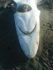 Carcharhinus brevipinna