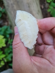 Spongipellis spumeus