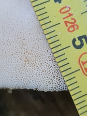 Spongipellis spumeus