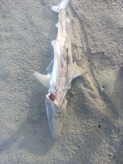 Carcharhinus brevipinna