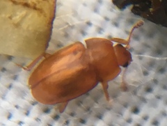Epuraea aestiva