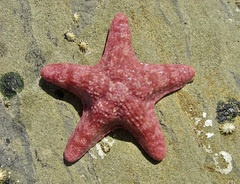 Paranepanthia grandis