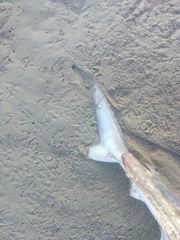 Carcharhinus brevipinna