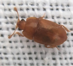 Epuraea aestiva