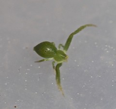 Tharrhalea multopunctata