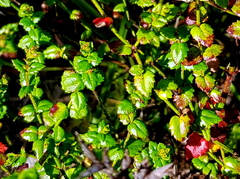 Gonocarpus teucrioides