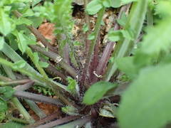 Coincya monensis cheiranthos