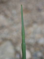 Coincya monensis cheiranthos