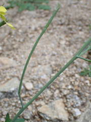 Coincya monensis cheiranthos