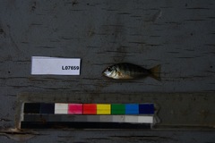 Tylochromis