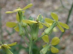 Coincya monensis cheiranthos