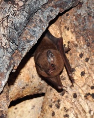 Peropteryx