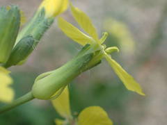 Coincya monensis cheiranthos