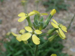 Coincya monensis cheiranthos