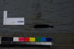 Myomyrus macrodon