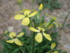Coincya monensis cheiranthos
