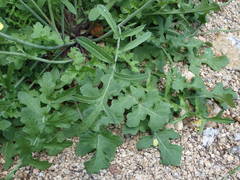 Coincya monensis cheiranthos