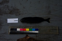 Myomyrus macrodon