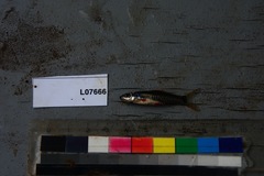 Clypeobarbus pleuropholis
