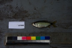 Brycinus imberi
