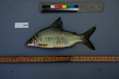 Many Barred Distichodus photo 5