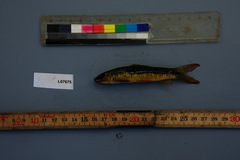 Labeo parvus