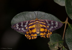 Dysphania prunicolor