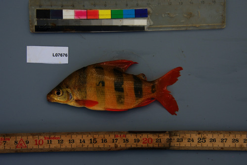 Banded distichodus (Distichodus sexfasciatus) — Distichodontidae — 2