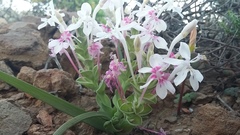 Lapeirousia pyramidalis