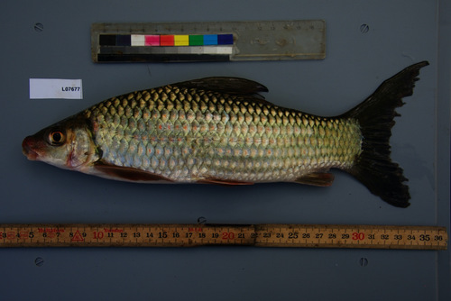 Redeye labeo (Labeo altivelis) — Cyprinidae — 5