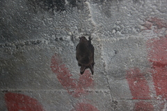Myotis bechsteinii