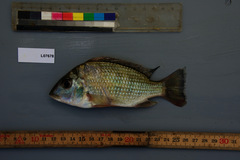 Tylochromis