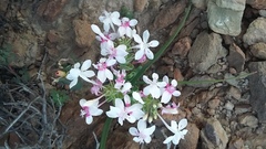 Lapeirousia pyramidalis