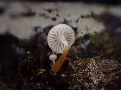 Hygrocybe roseoflavida
