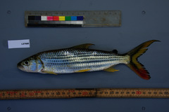 Hydrocynus vittatus
