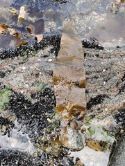 Phyllariella ochotensis