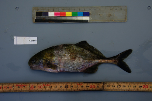 Parrot stonebasher (Hippopotamyrus psittacus) — Mormyridae — 5
