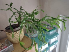 Schlumbergera buckleyi