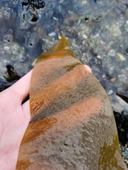 Phyllariella ochotensis