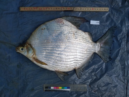 Lake Chad citharine (Citharinus gibbosus) — Citharinidae — 4