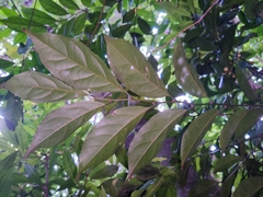 Microdesmis caseariifolia