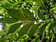Microdesmis caseariifolia